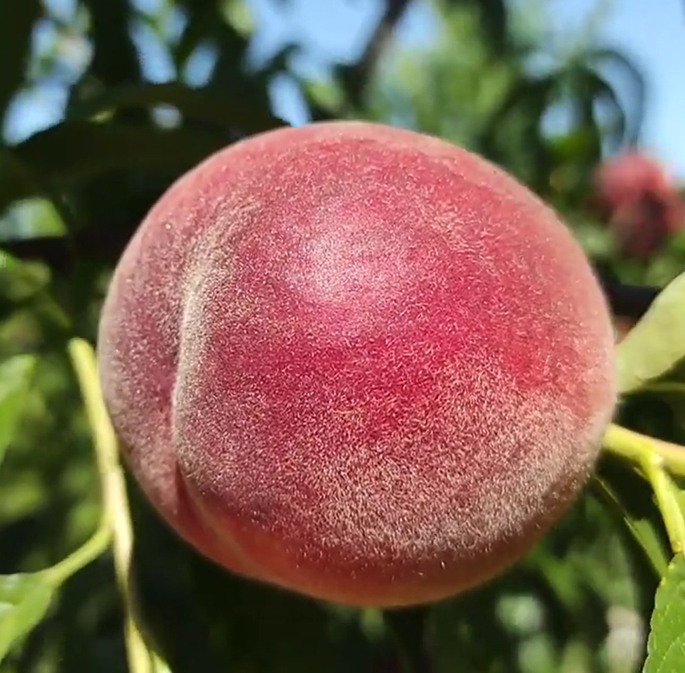 Купить Персик "Манон"