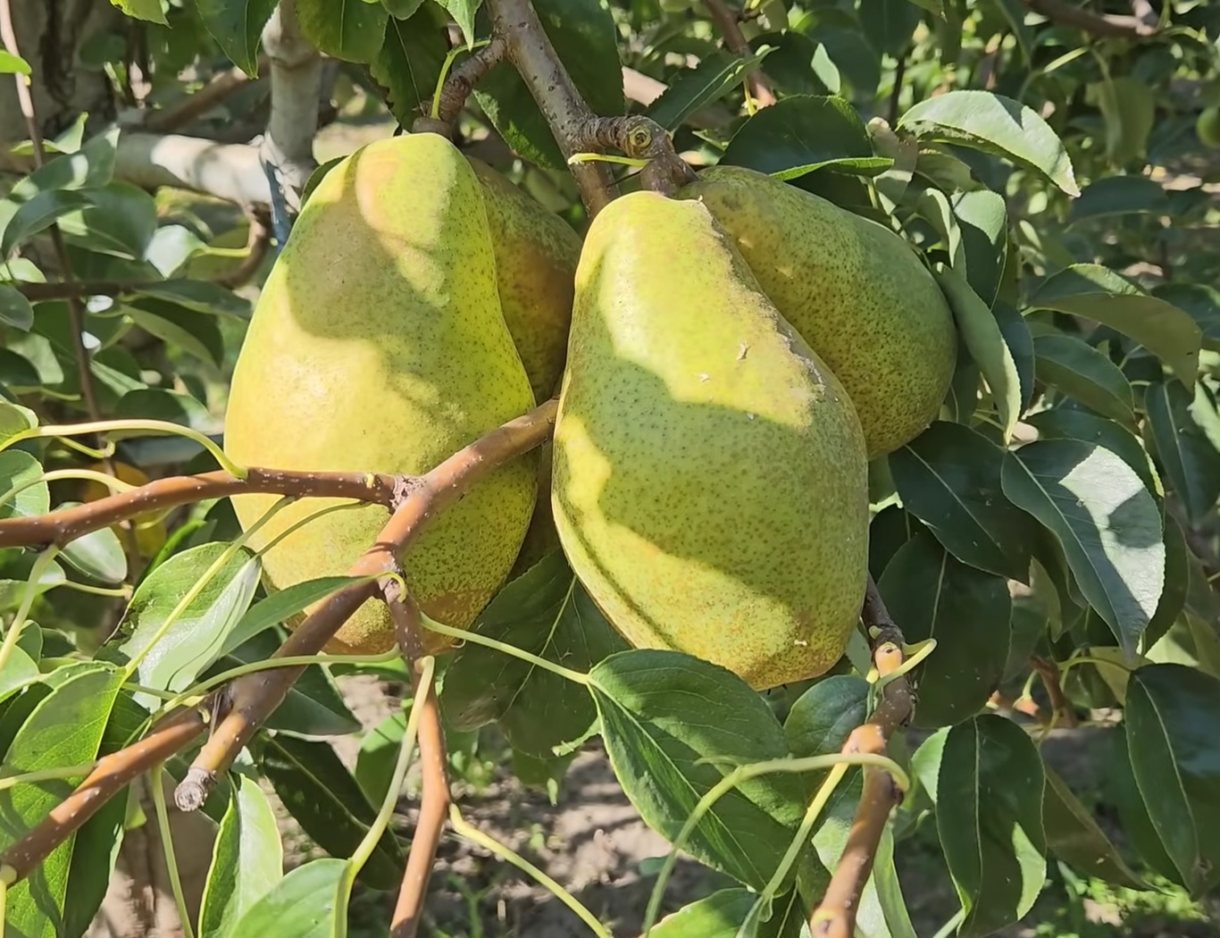 Купити Грушу "Мілена"