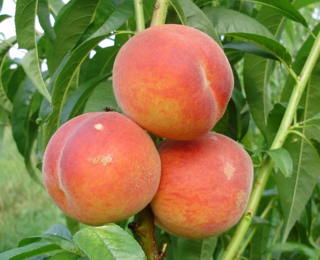 Купить Персик "Ред Хэвен"