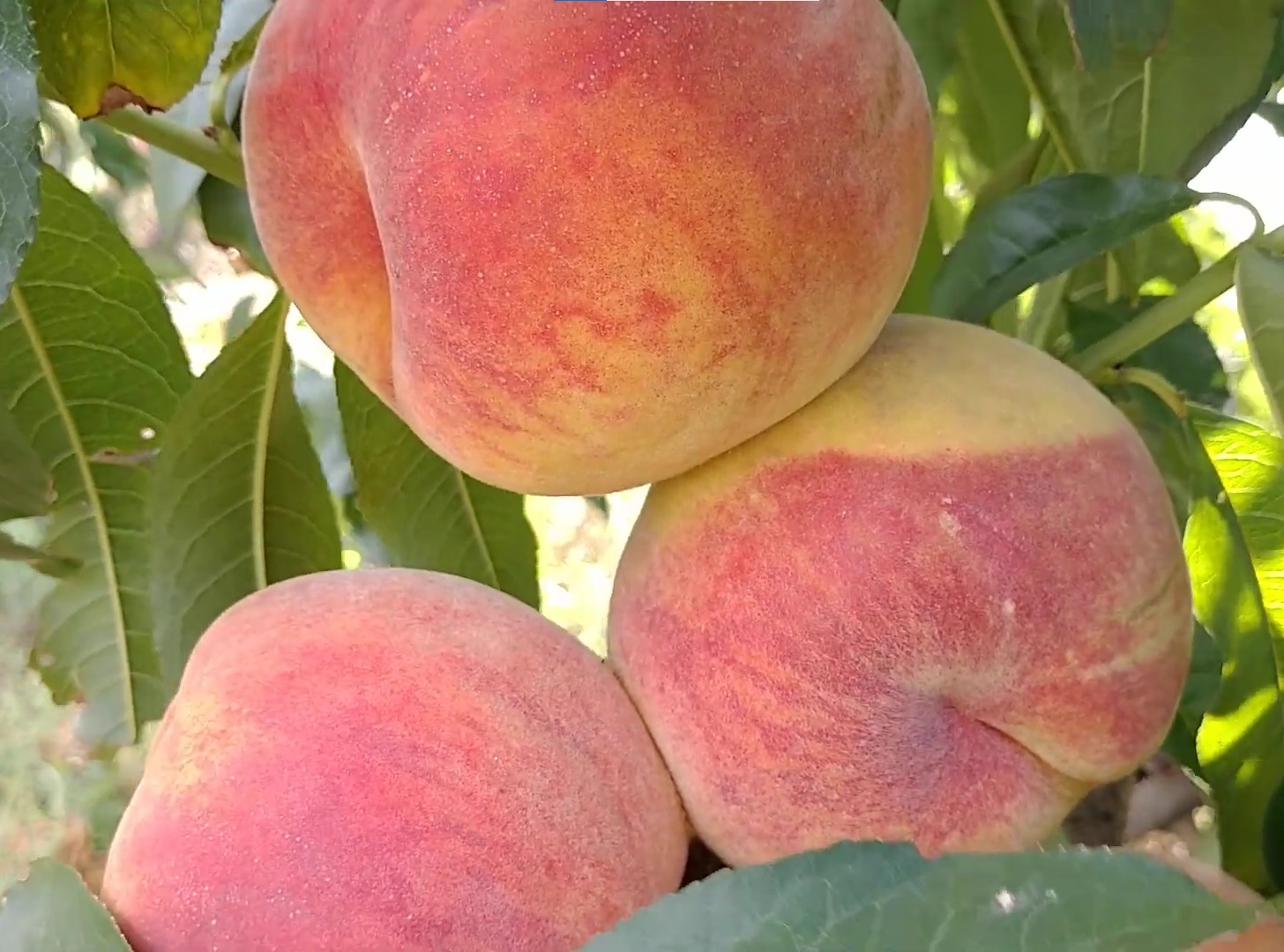 Купить Персик "Топ Свит Т-5"