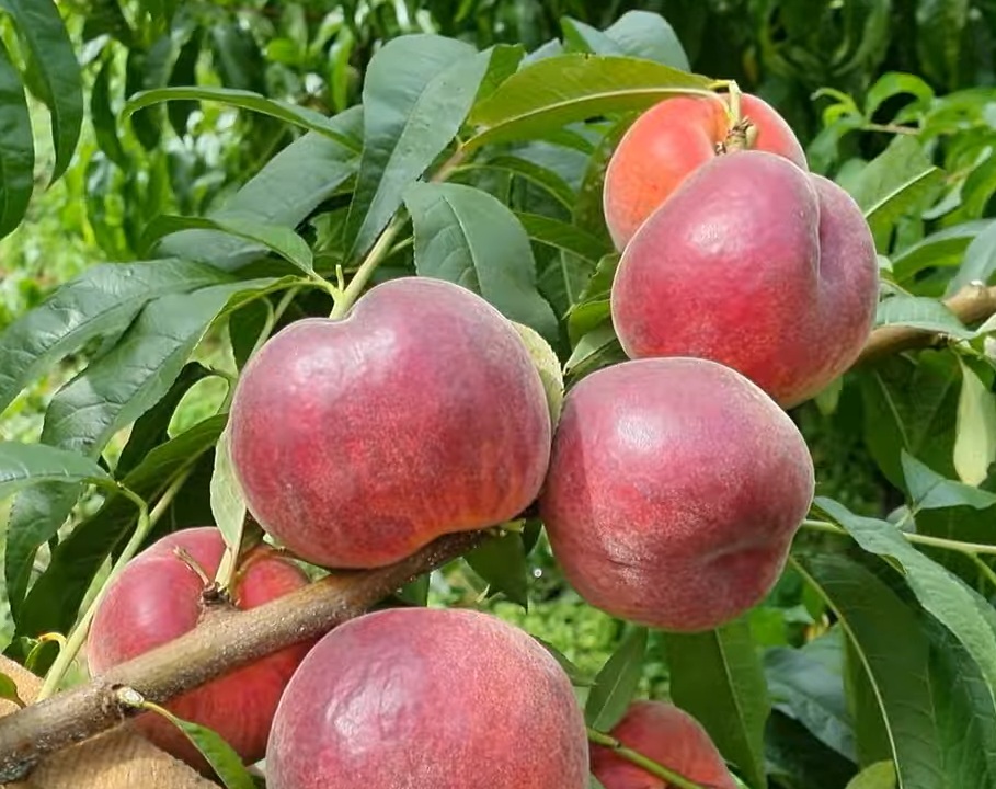 Персик "Шугар Тайм"