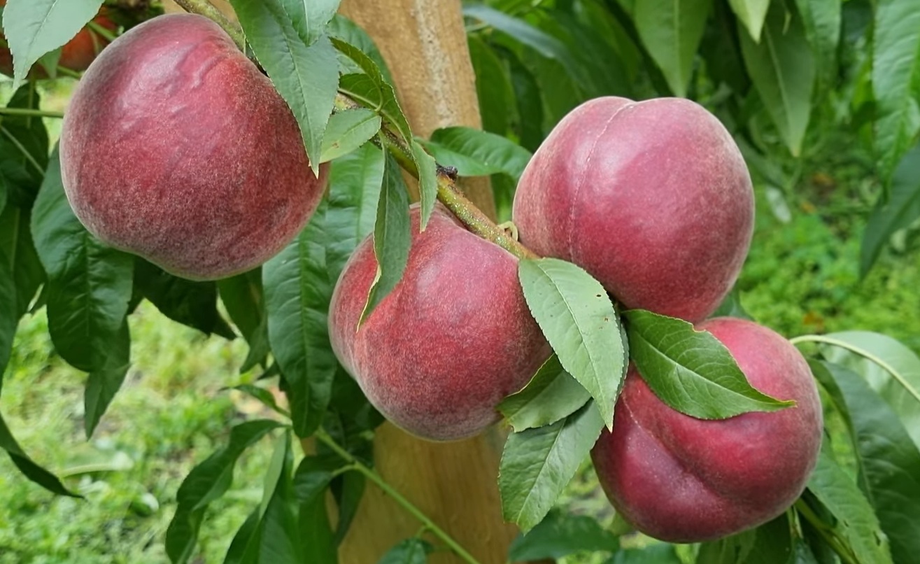 Купити Персик "Шугар Тайм"