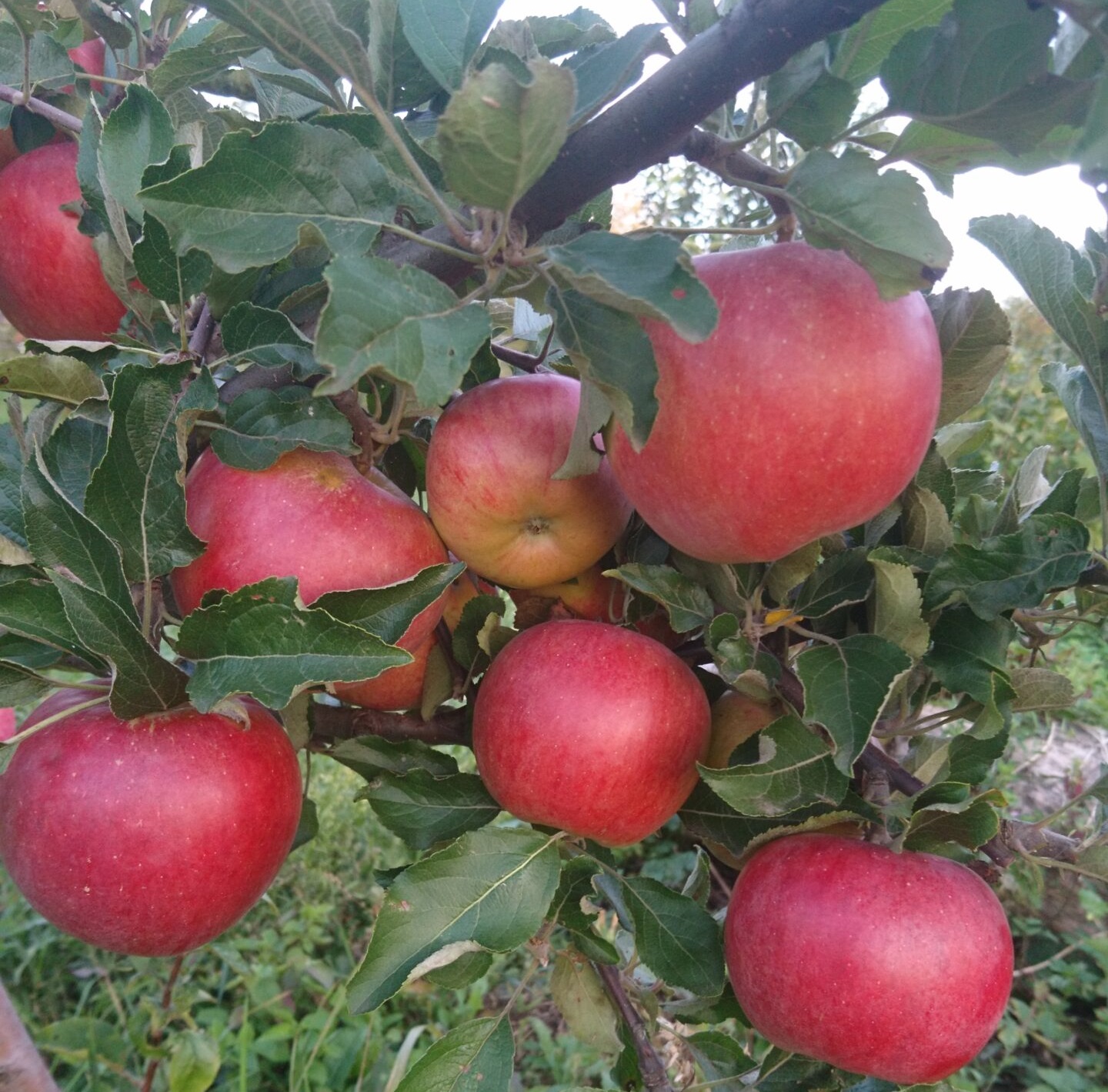 Купить Яблоню "Аскольда"