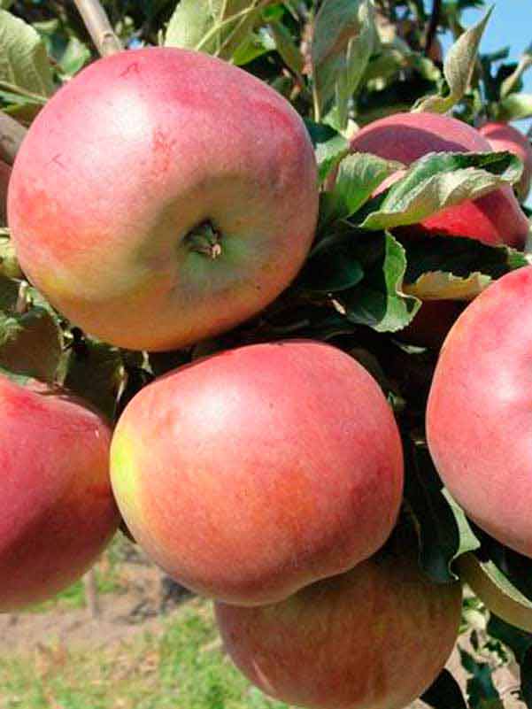 Купить Яблоню "Аскольда"