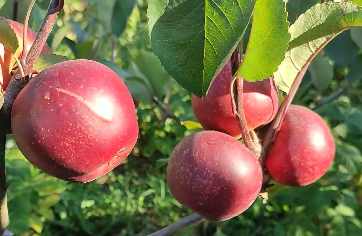 Купити Яблуню "Байя Маріса" 