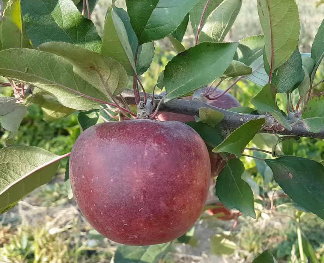 Купити Яблуню "Блуді Плугман"