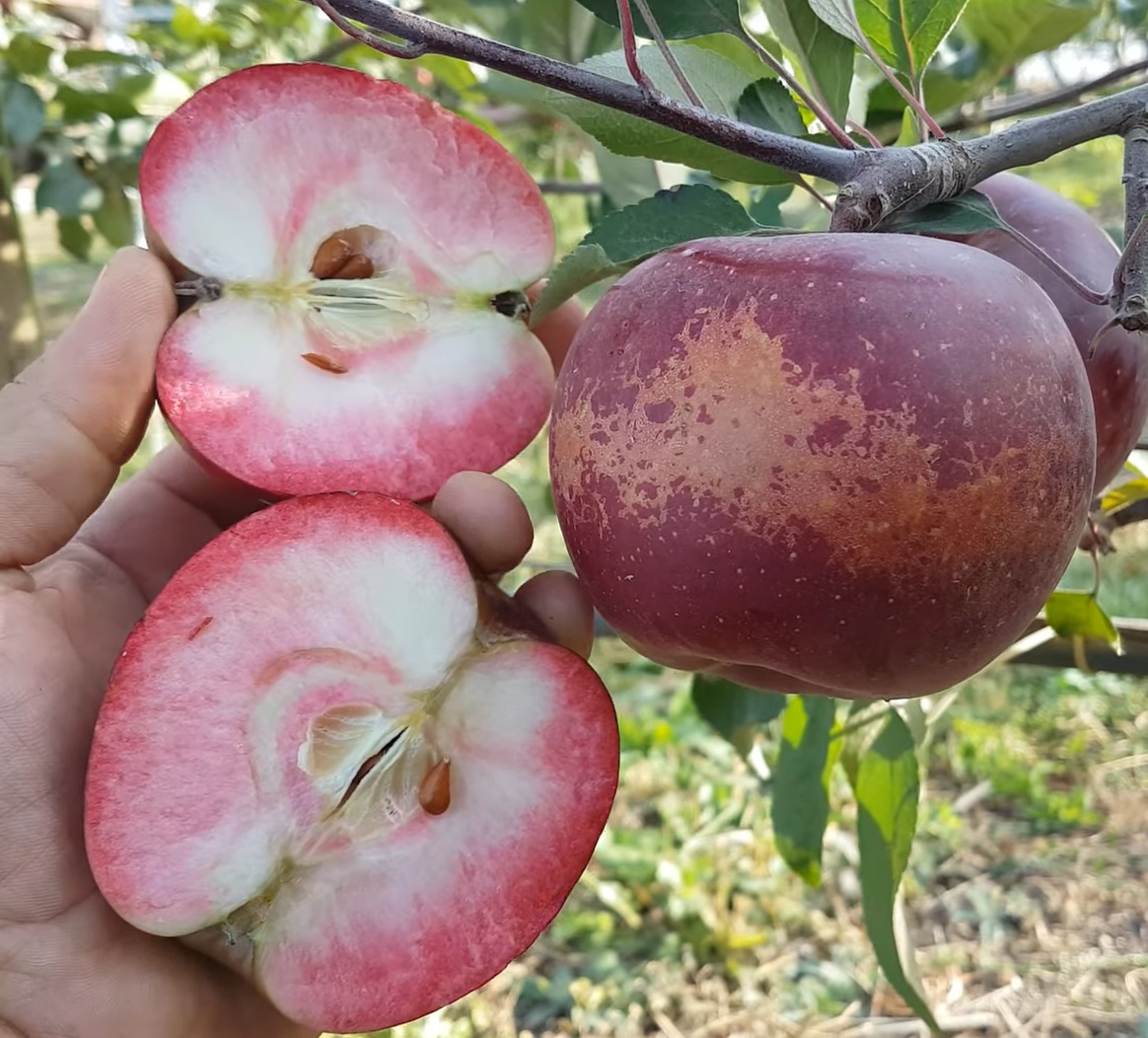 Купити Яблуню "Блуді Плугман"