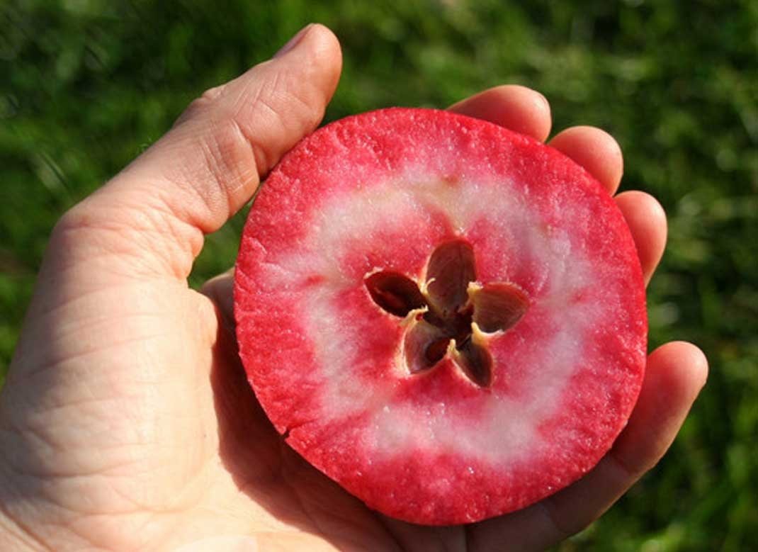 Купити Яблуню "Джерсі"