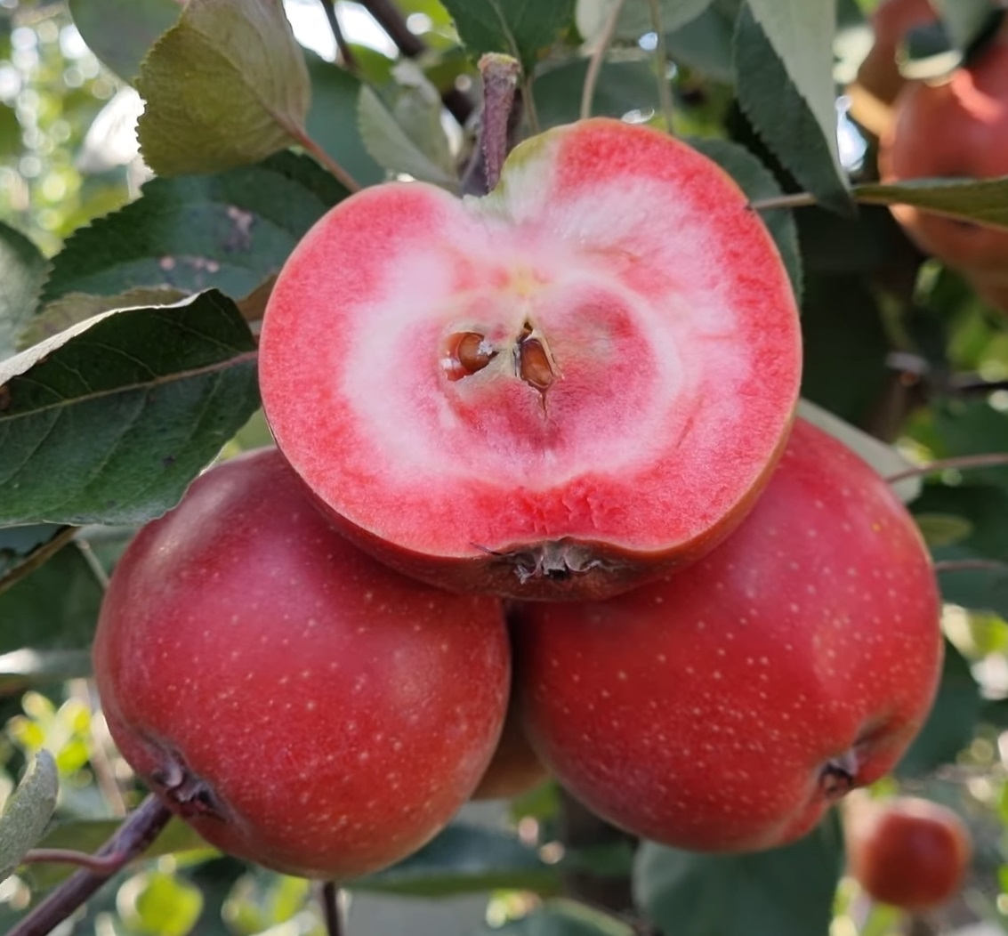 Купити Яблуню "Ред Кетті"