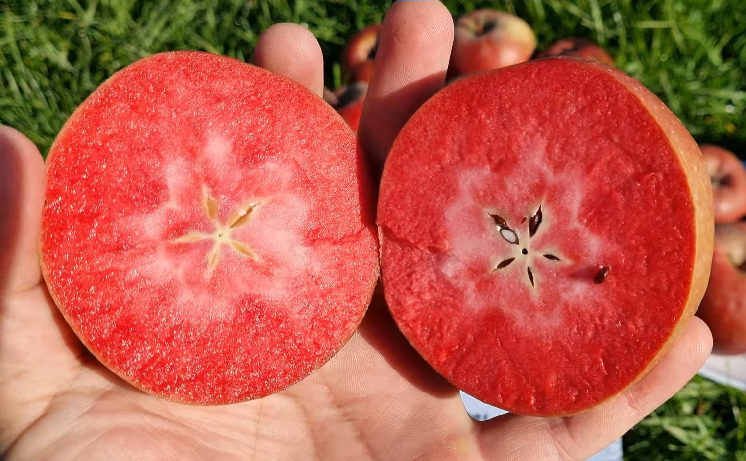 Купити Яблуню "Ред Мун"