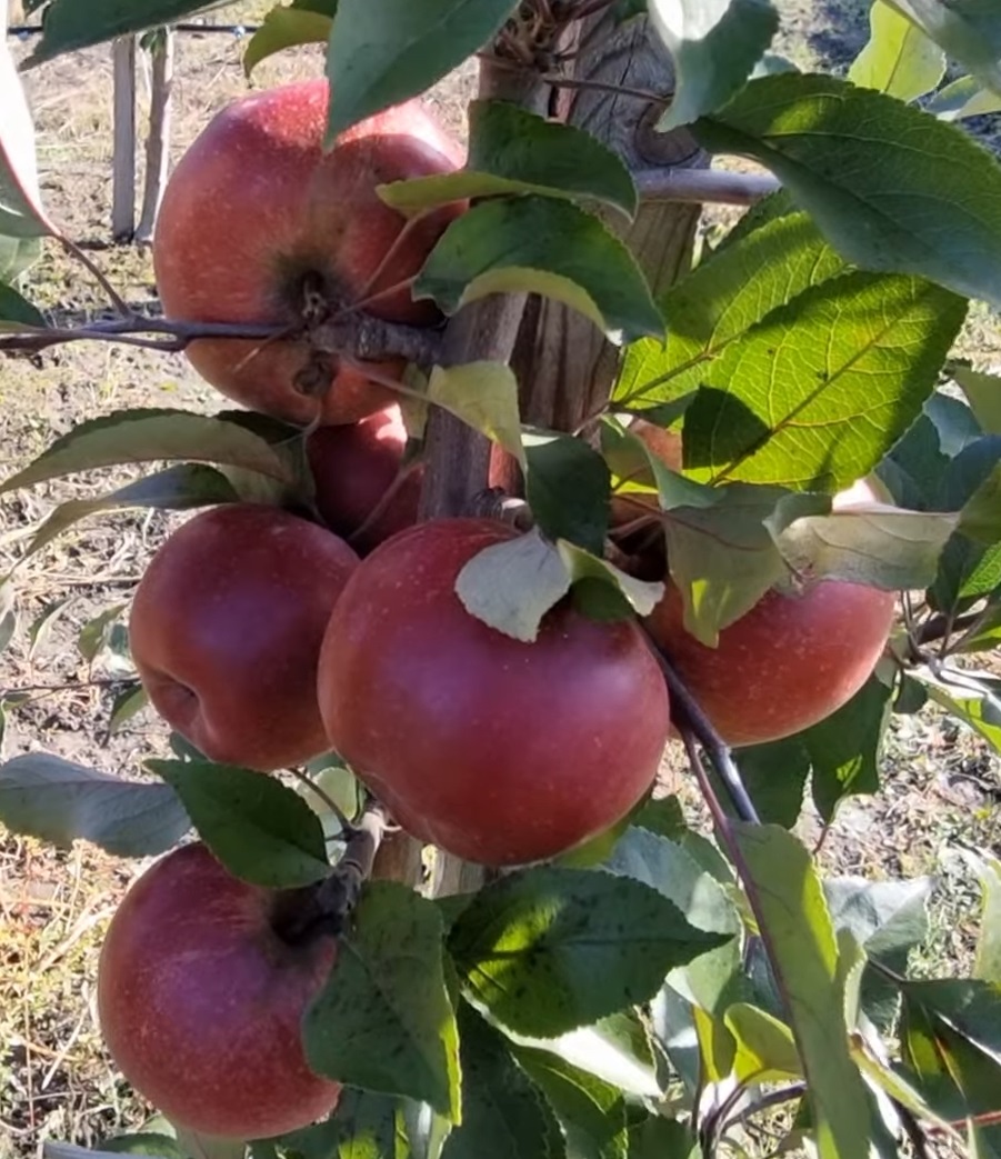 Купити Яблуню "Ред Мун"