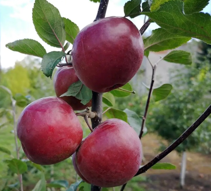 Купити Яблуню "Сирена"