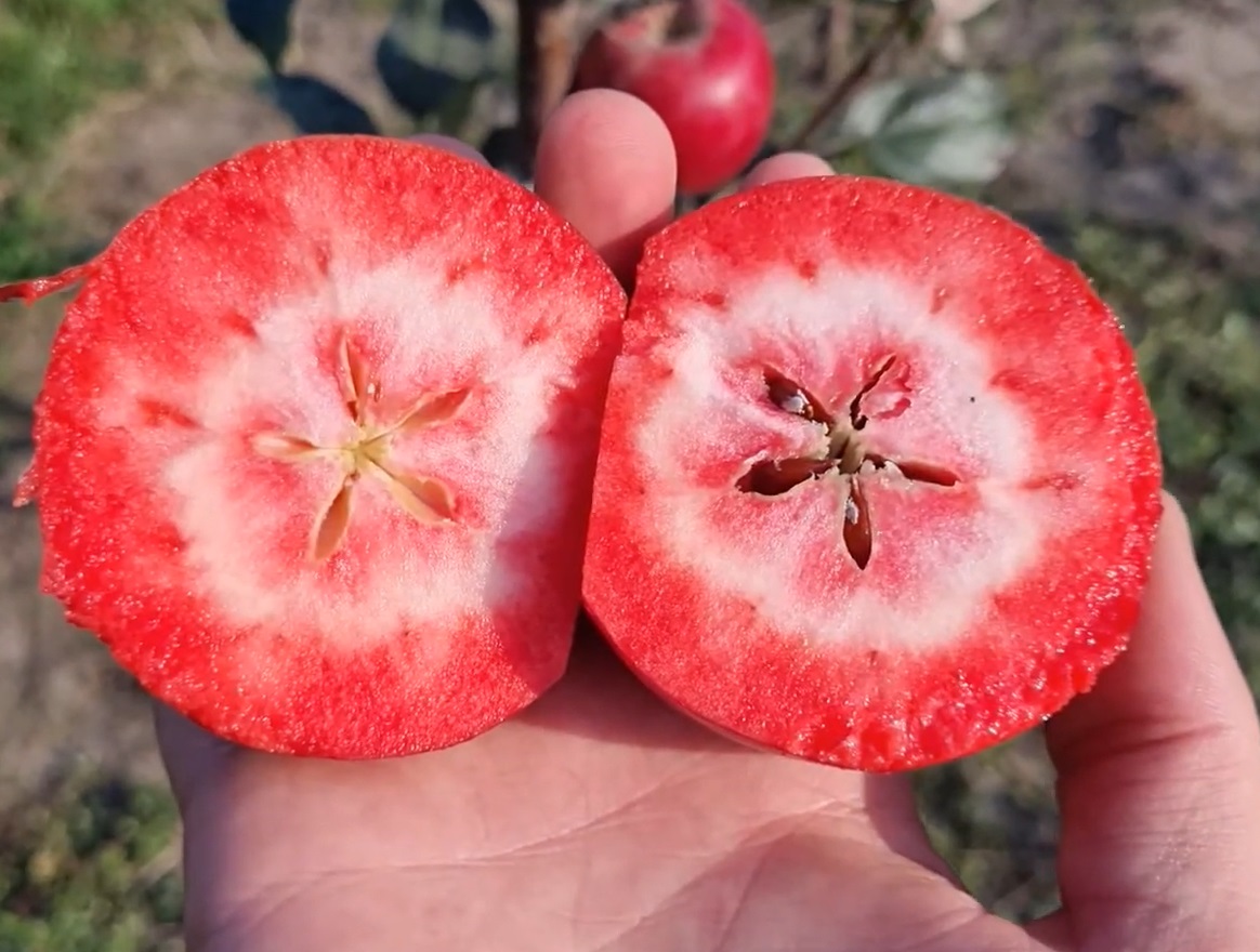 Купити Яблуню "Сирена"