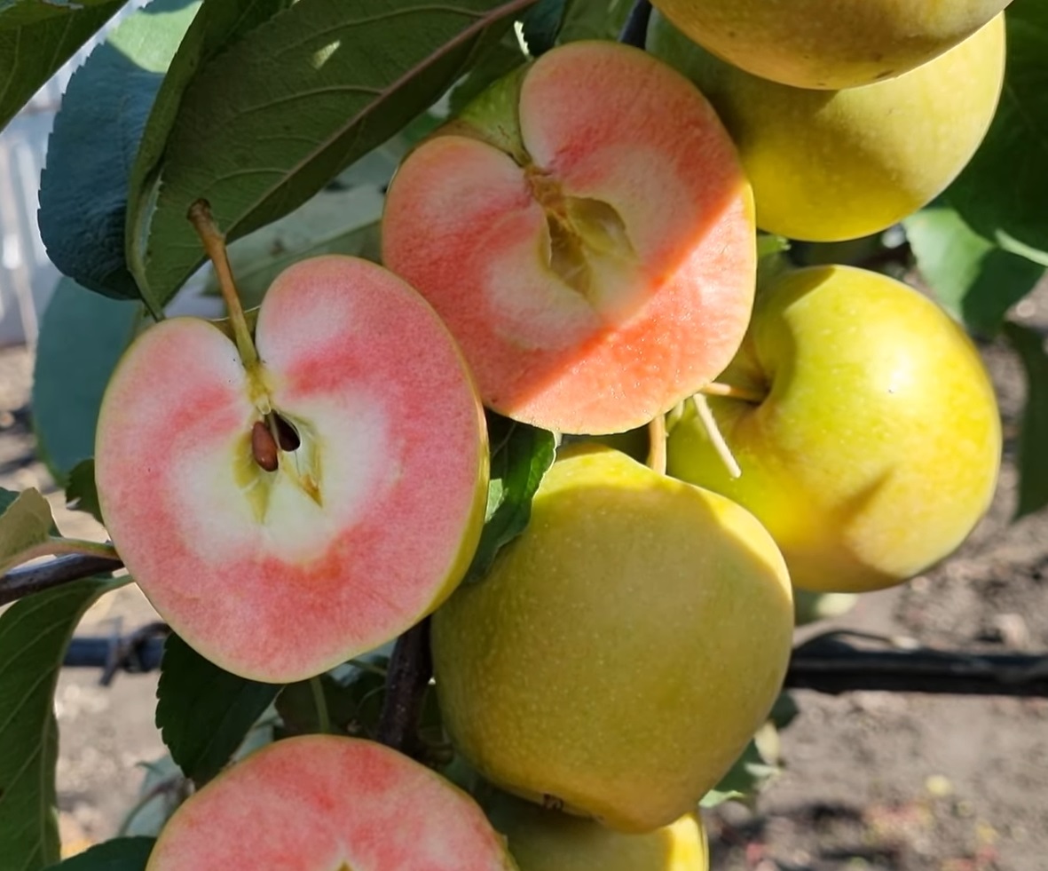 Купити Яблуню "Хідден Роуз"