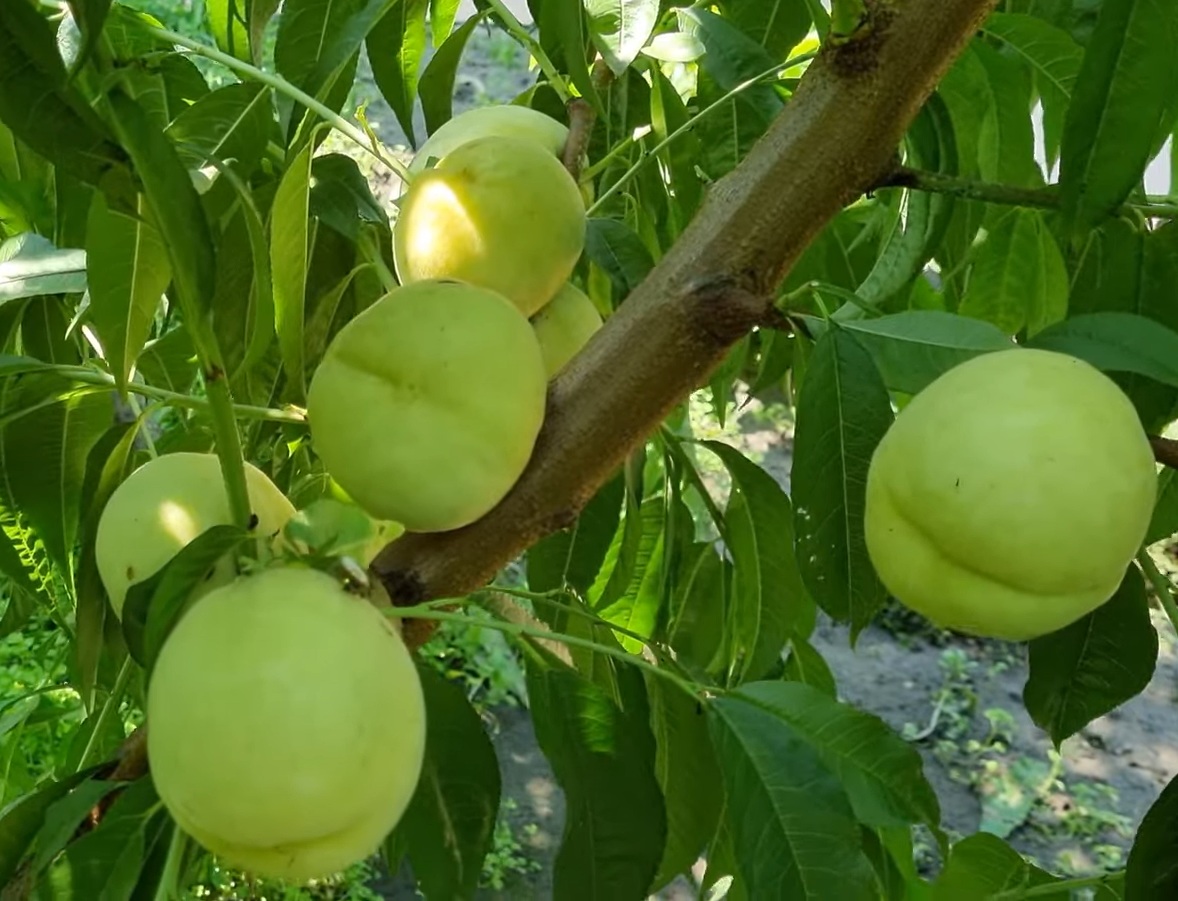 Купить Персик "Айс Пич"