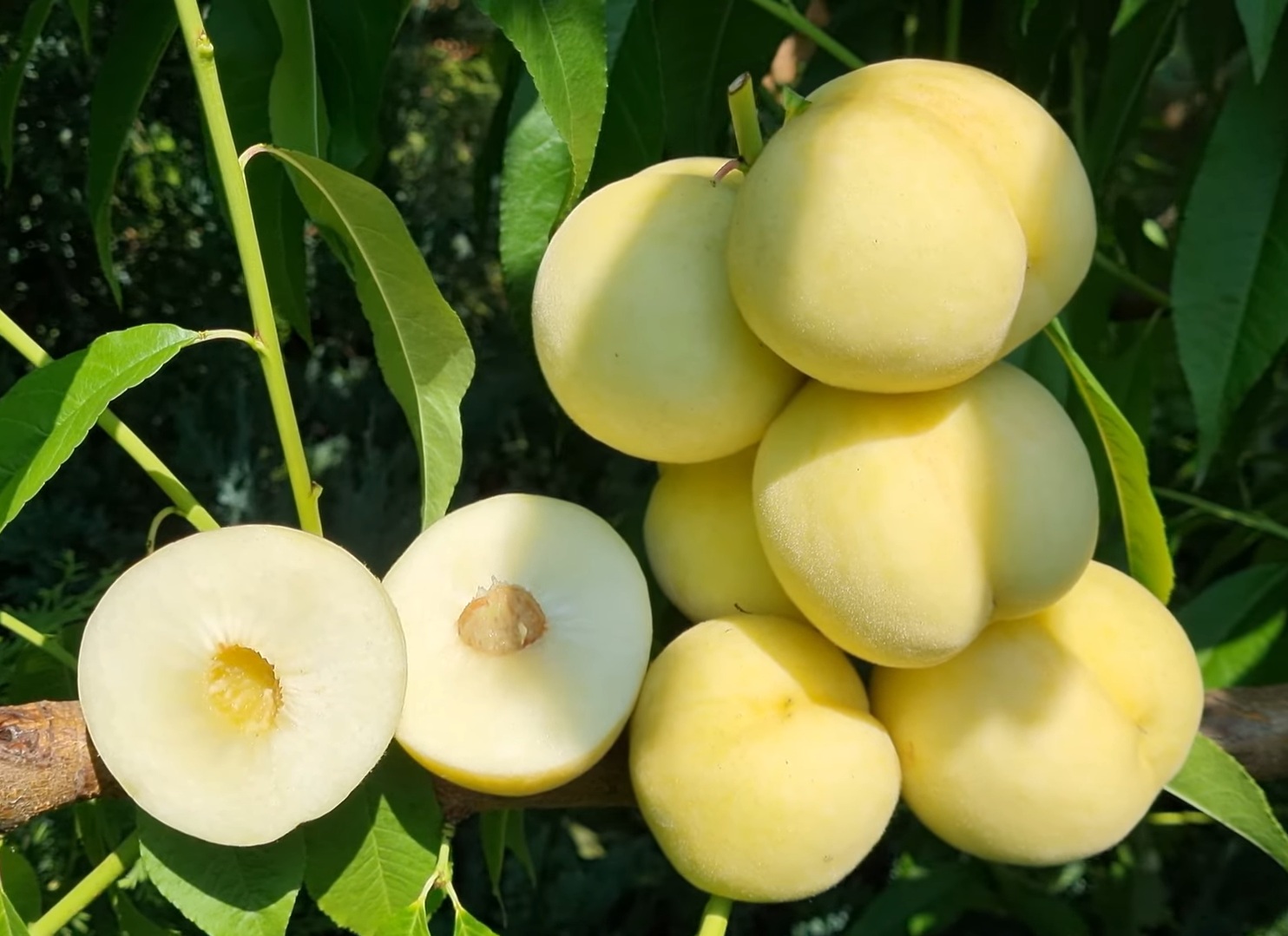 Купить Персик "Айс Пич"