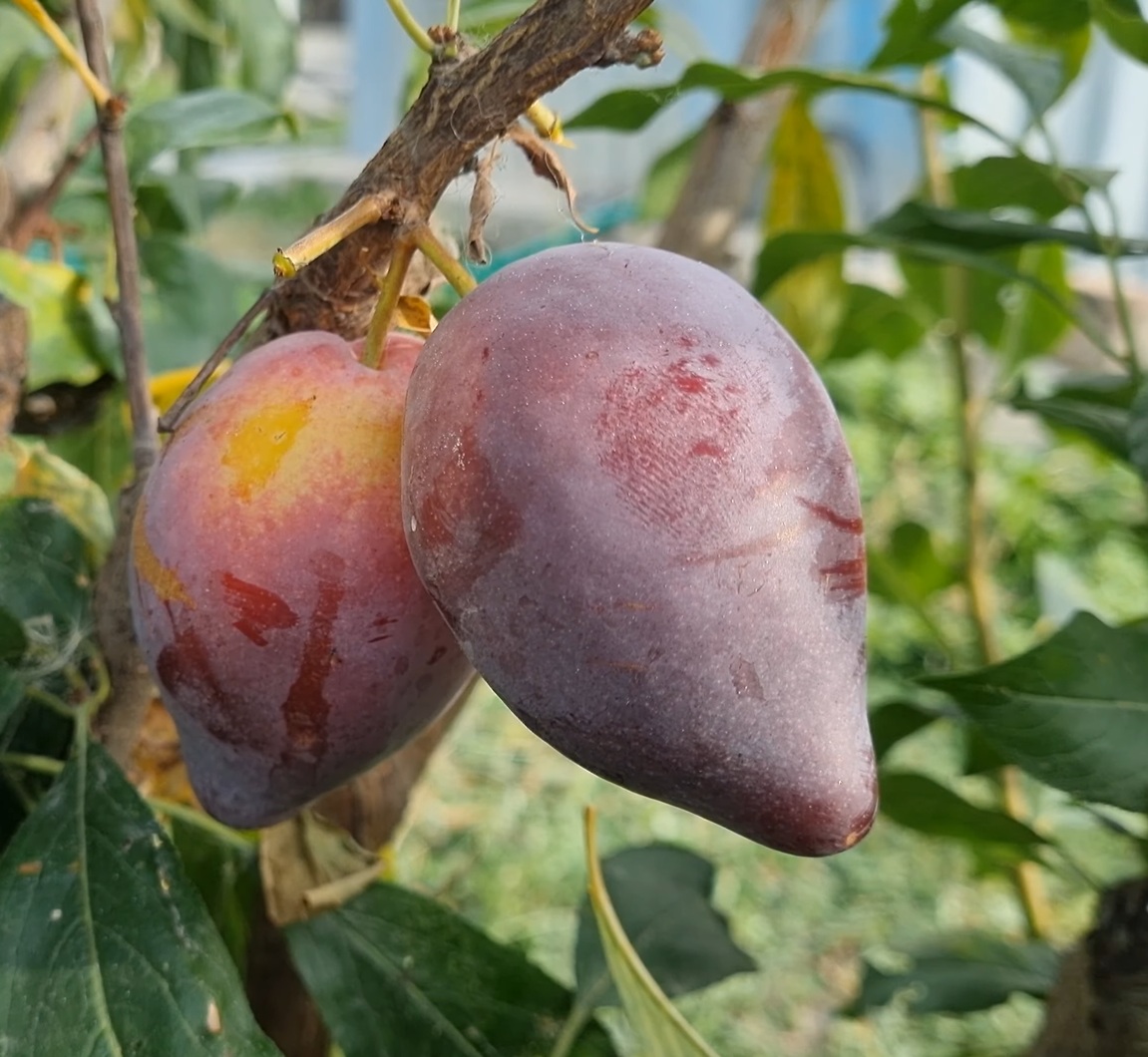 Купити Гібрид сливи "Акулий зуб"