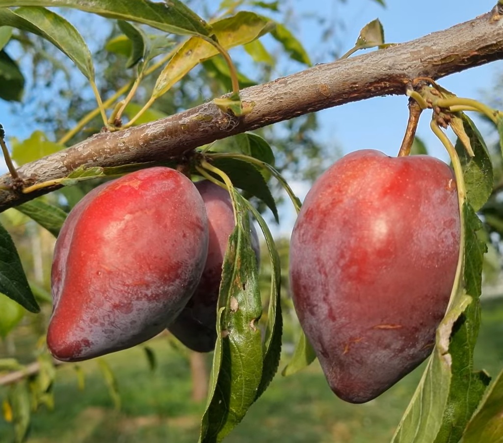Купити Гібрид сливи "Акулий зуб"