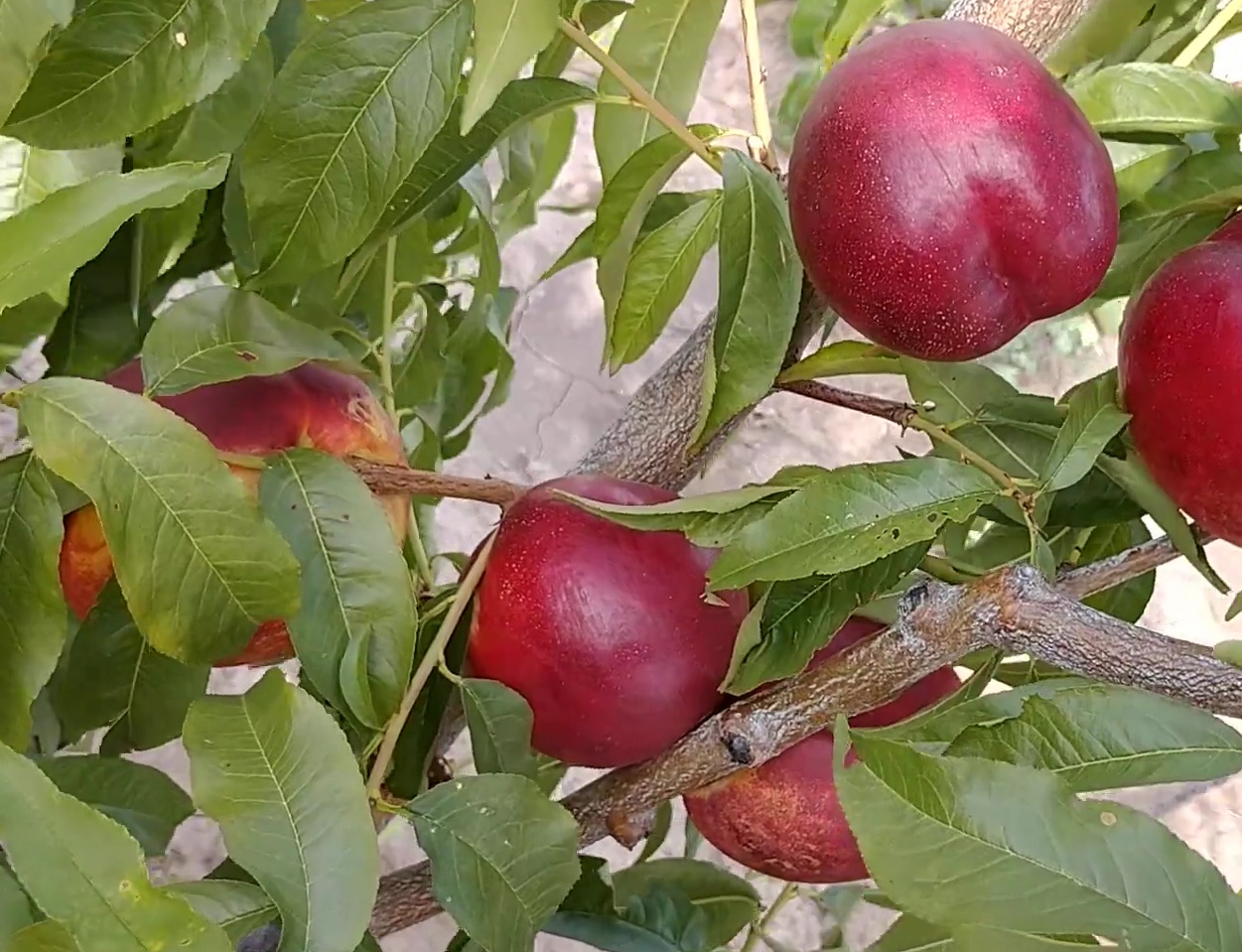 Купить Нектарин "Алитоп"