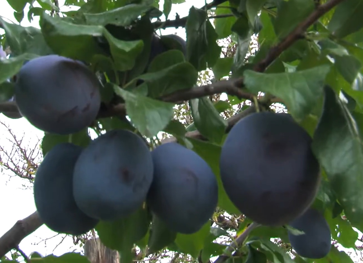 Купити Сливу "Амерс"