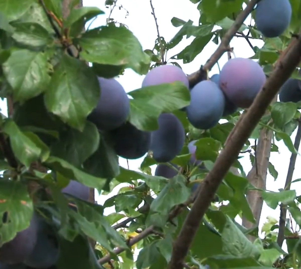 Купити Сливу "Амерс"