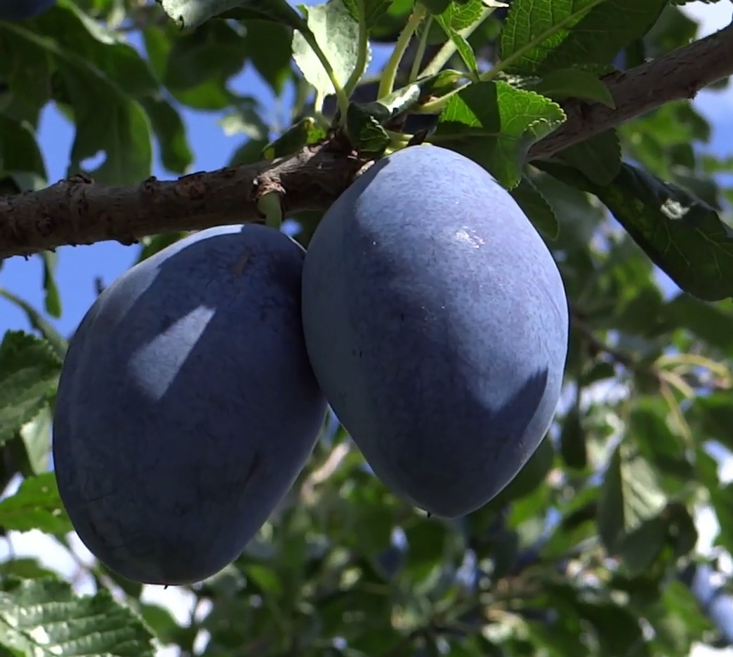 Купить Сливу "Амерс"