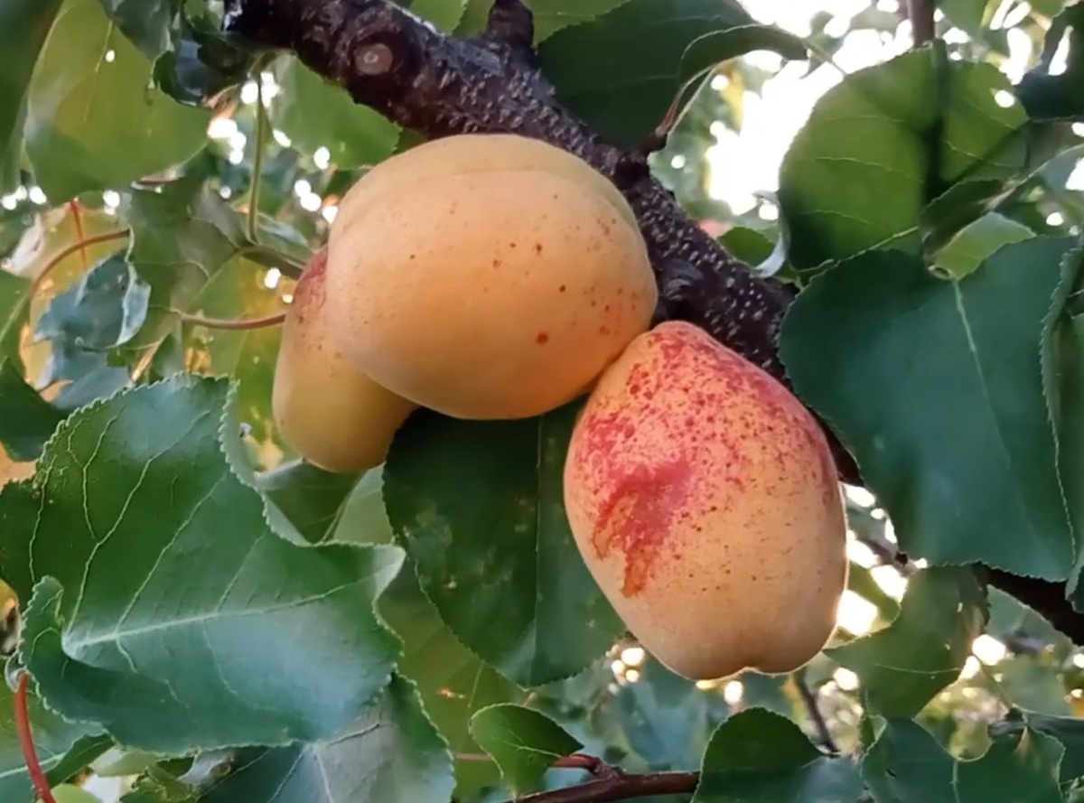 Купити Абрикос "Ананасний Шалах"