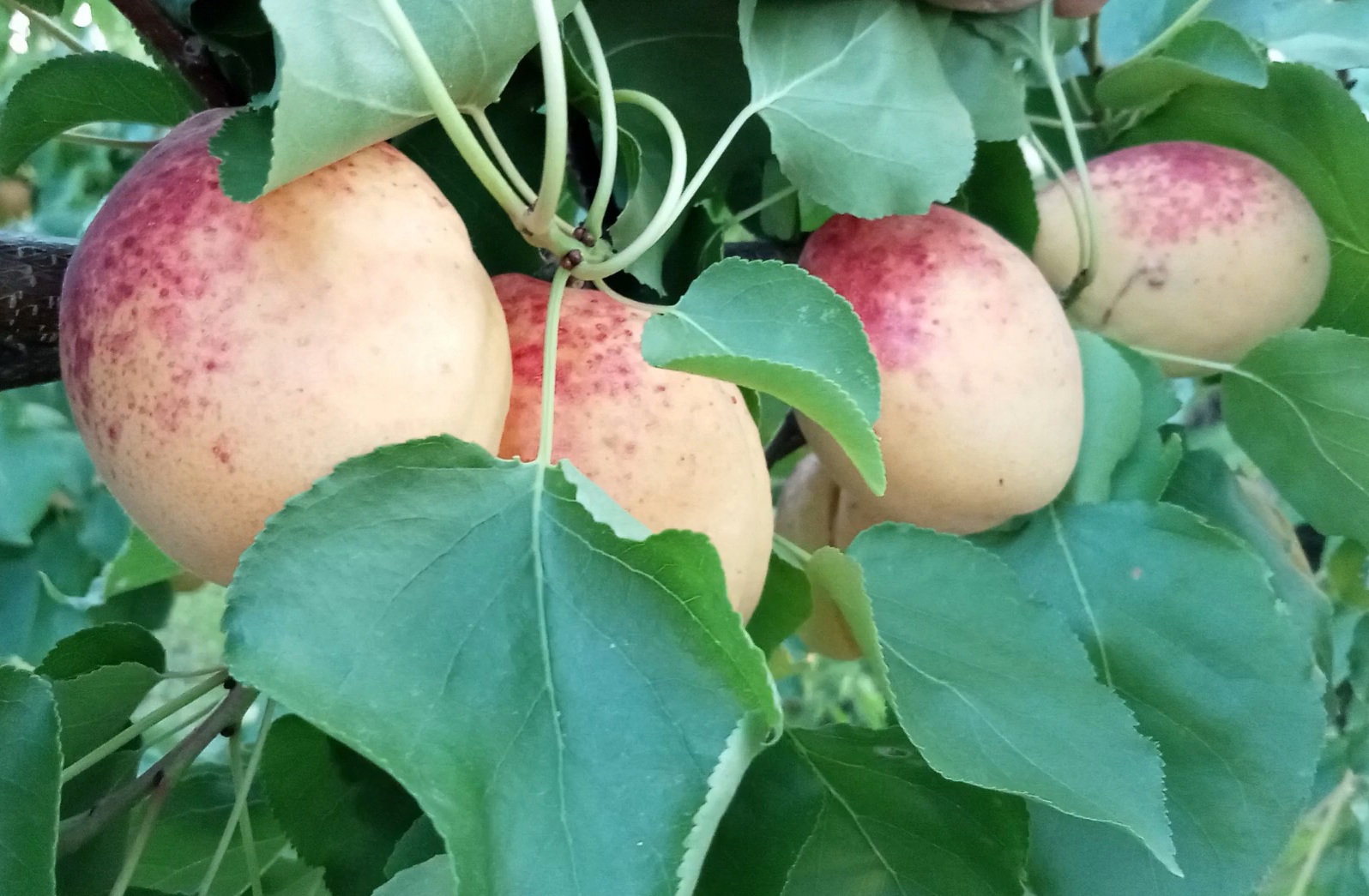 Купити Абрикос "Ананасний Шалах"