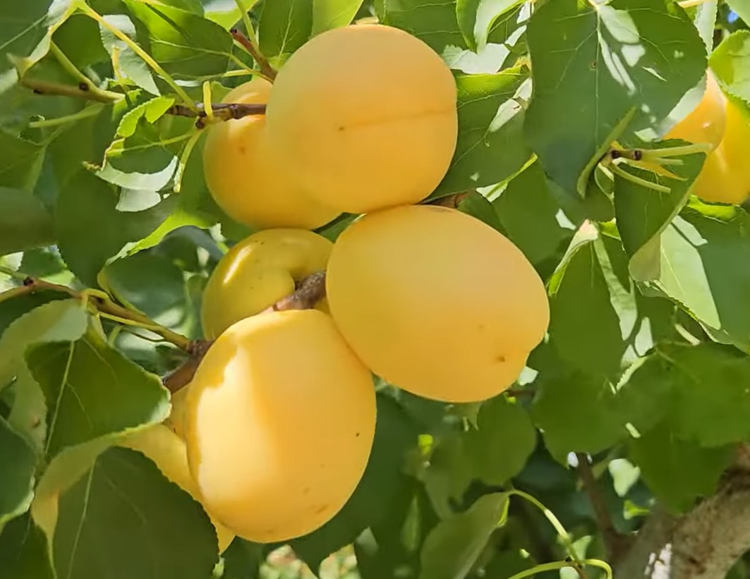 Купити  Абрикос "Ананасний"