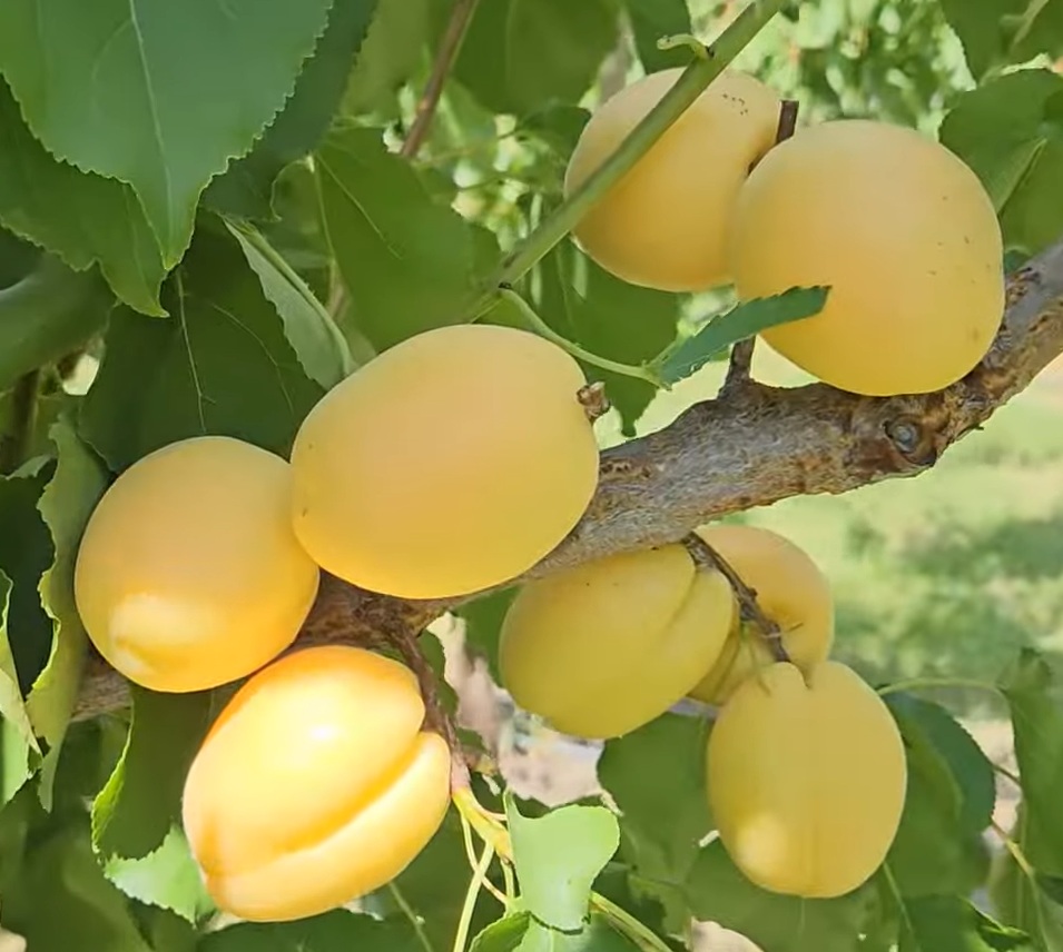 Купити  Абрикос "Ананасний"