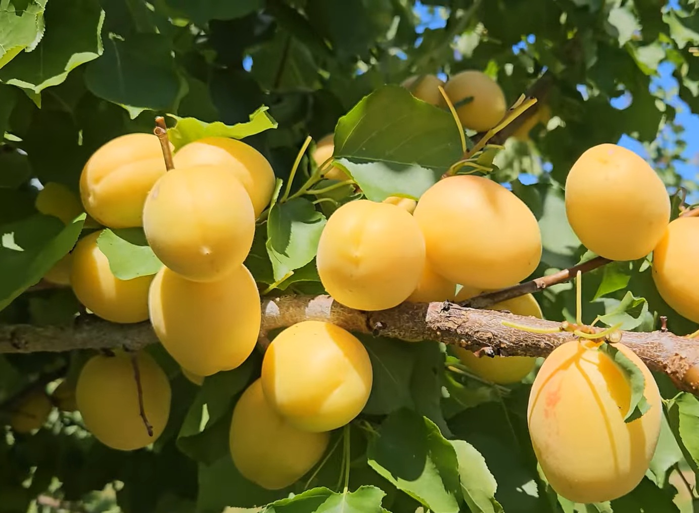 Купити  Абрикос "Ананасний"