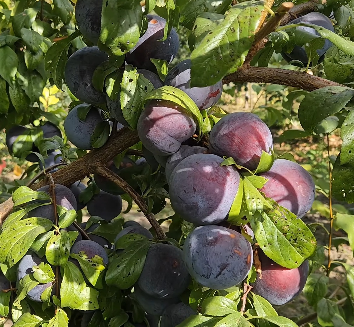 Купити Гібрид сливи "Анжеліна"