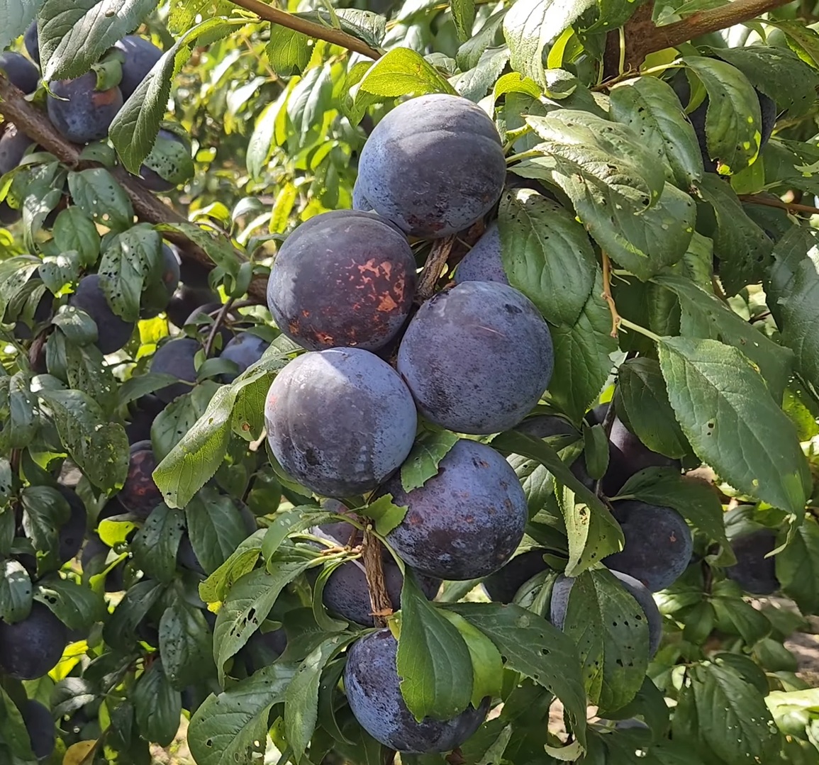 Купити Гібрид сливи "Анжеліна"