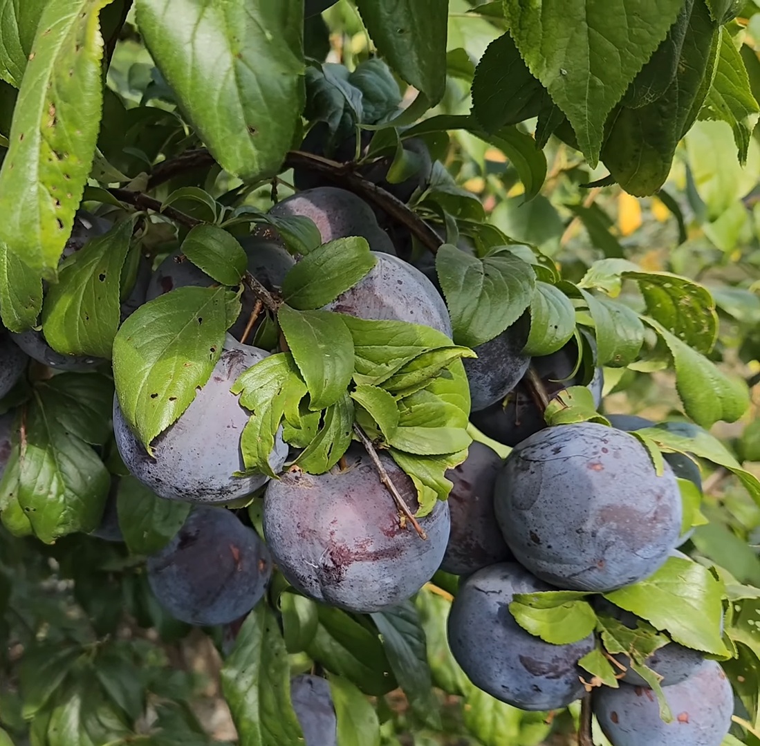 Купити Гібрид сливи "Анжеліна"