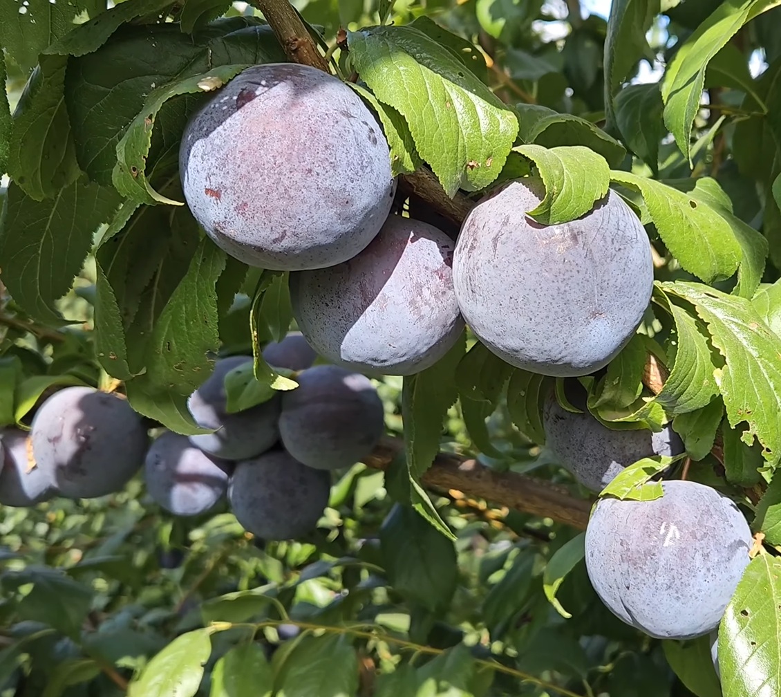 Купити Гібрид сливи "Анжеліна"