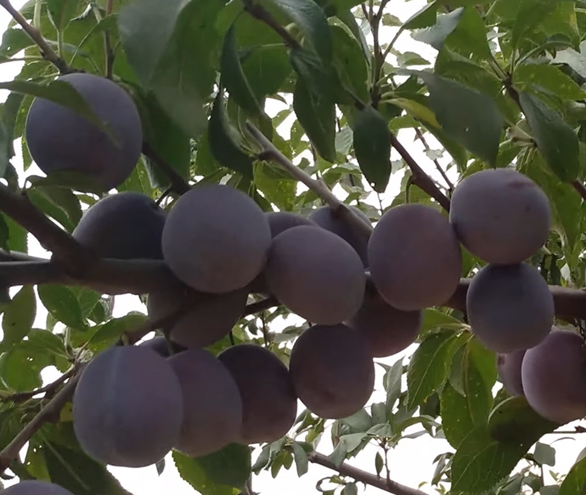 Купити Сливу "Анна Шпет"