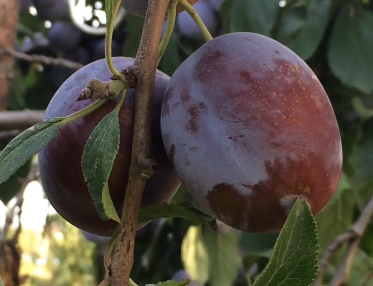 Купити Сливу "Анна Шпет"