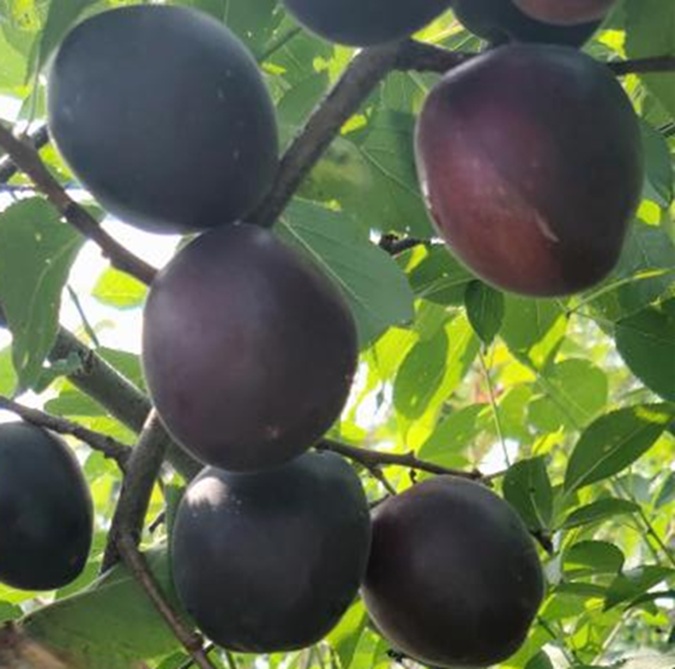 Купити Гібрид сливи "Апрісалі"