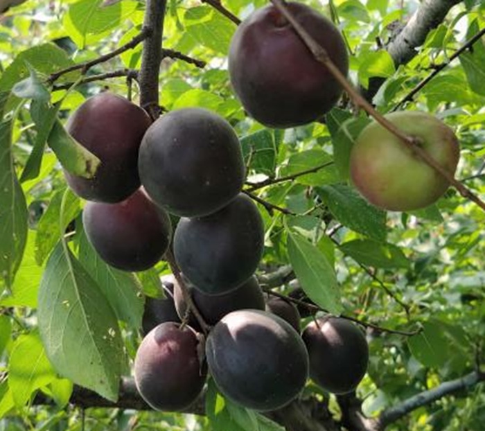 Купити Гібрид сливи "Апрісалі"