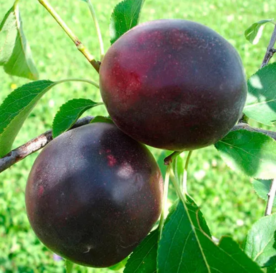 Купить Гибрид сливы "Априсали"