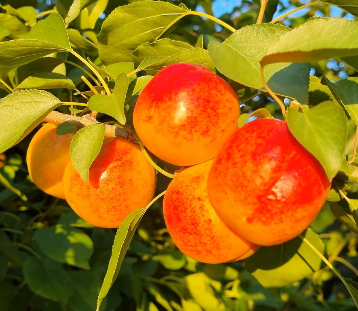 Купити Гібрид абрикоса "Апріум"