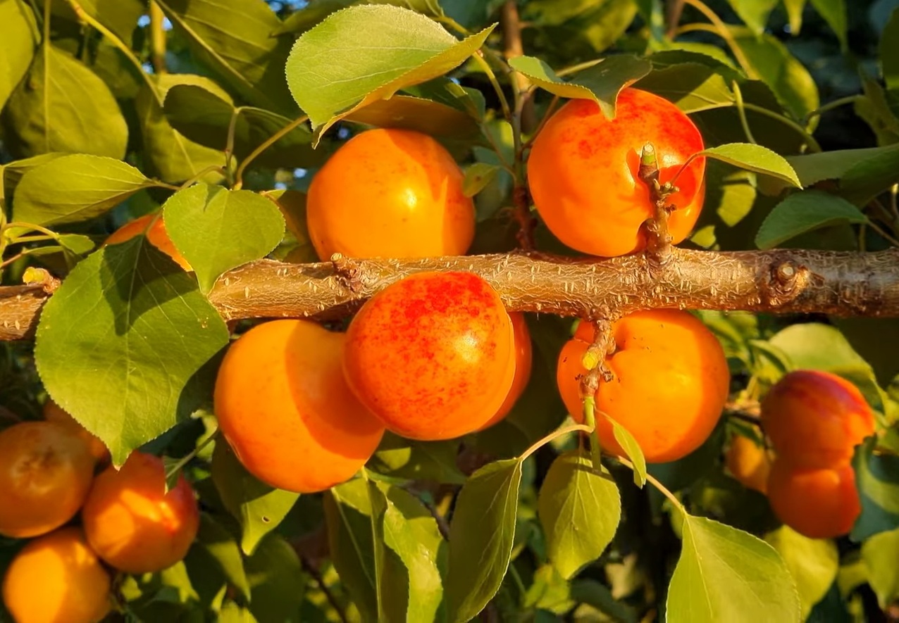 Купити Гібрид абрикоса "Апріум"