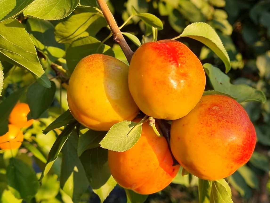 Купити Гібрид абрикоса "Апріум"