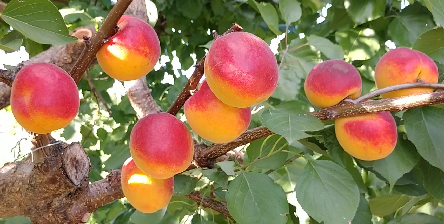 Купити саджанці абрикоса Арісто