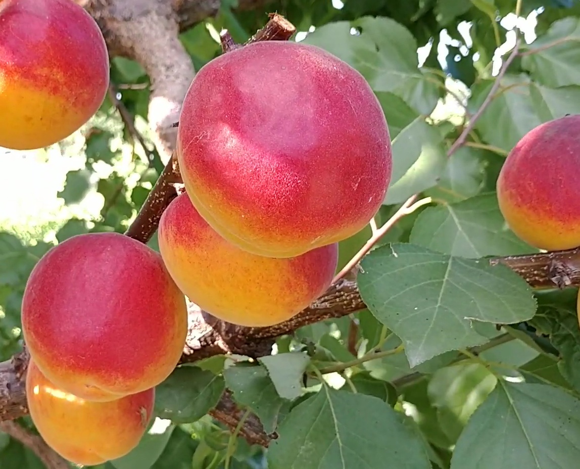 Купити саджанці абрикоса Арісто