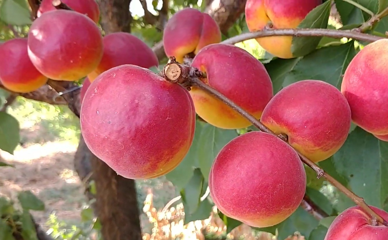 Купить саженцы абрикосов