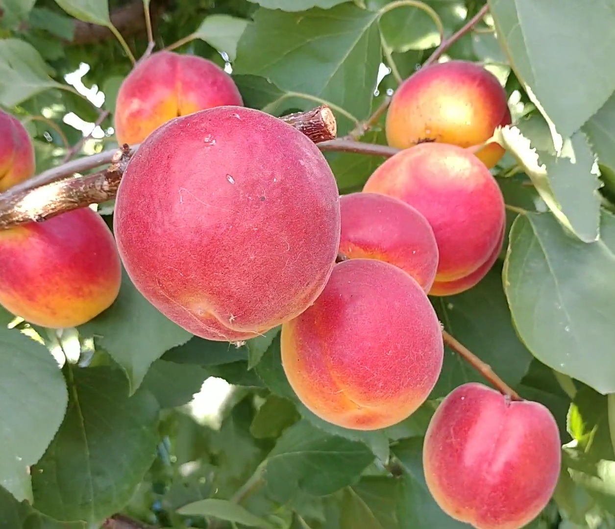 Купити саджанці абрикоса Арісто