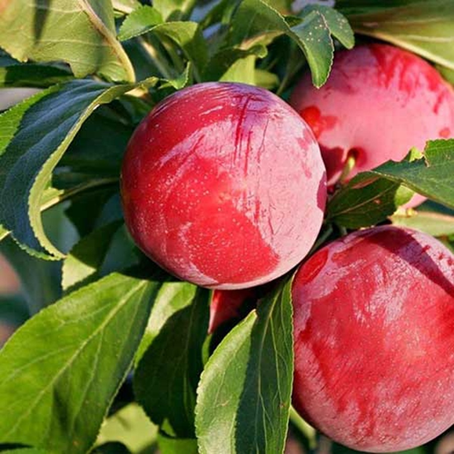 Гібрид сливи "Аутумн Гло"