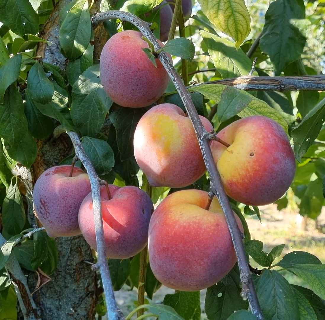 Купити Гібрид сливи "Аутумн гігант"