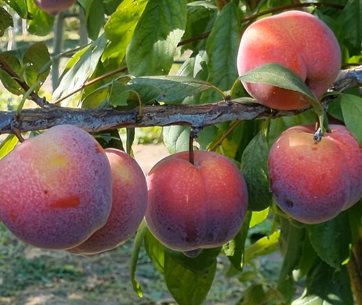 Купити Гібрид сливи "Аутумн гігант"